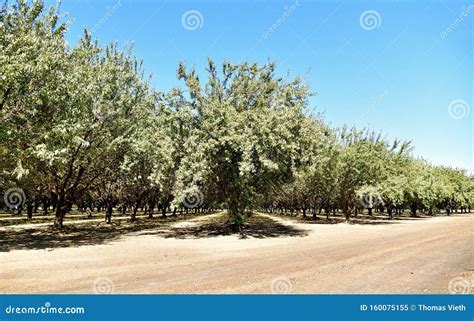 California Almond Grove In Central Valley Stock Image Image Of