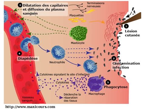 PDF immunologie cours pdf terminale s PDF Télécharger Download