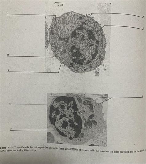 Solved Pm M Gure Try To Identify The Cell Chegg