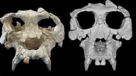 Los Cient Ficos Reconstruyen El Rostro De Una Especie De Simio Que