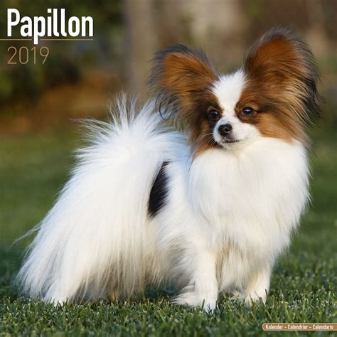 Papillon Dog Breed History And Some Interesting Facts