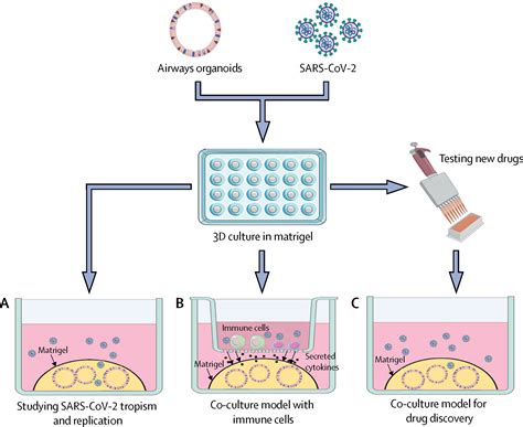 Organoids Of Human Airways To Study Infectivity And Cytopathy Of SARS