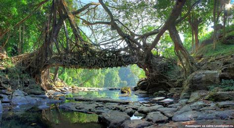 Root Bridges of Cherrapunji