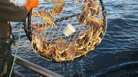 North Coast Recreational Dungeness Crab Fishery Delayed Due To Public