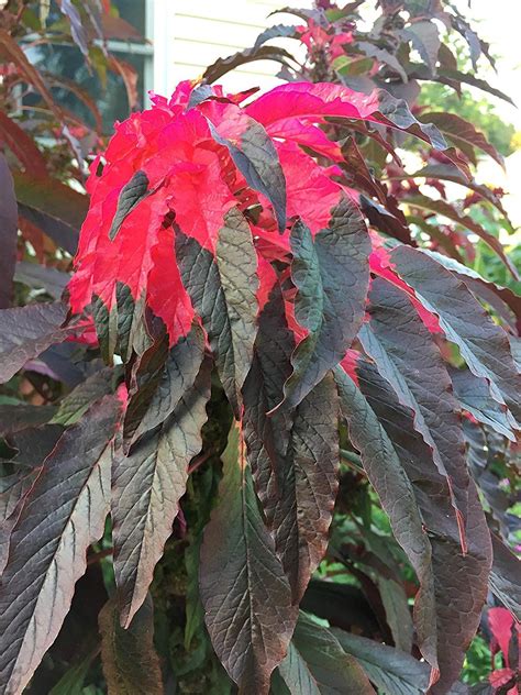 Josephs Coat Amaranthus Molten Fire Amaranth Summer Poinsettia