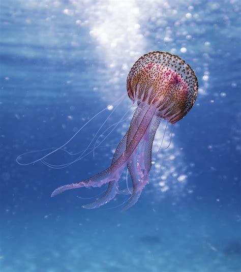 Page 2 | Pink jellyfish 1080P, 2K, 4K, 5K HD wallpapers free download ...