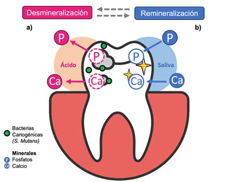 Prebióticos orales alternativa para el tratamiento y prevención de