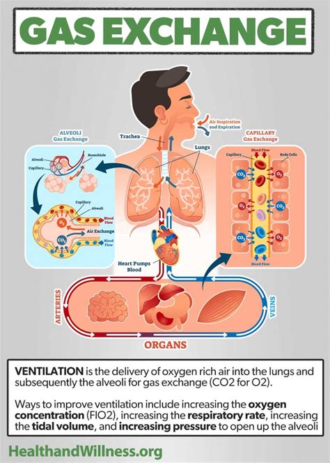 Oxygen Delivery Devices And Flow Rates Health And Willness