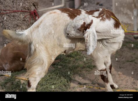 Arabian Goats Of The Deserts Of The Dubai Captured On The Occasion Of