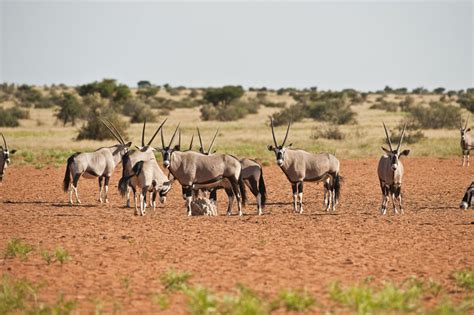 Kuruman Attractions Northern Cape South Africa