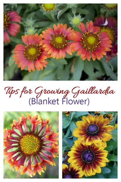 Growing Gaillardia Blanket Flower Perennial Care Tips The Gardening