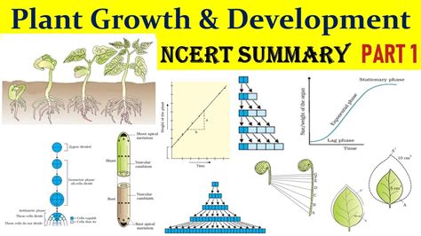 Plant Growth And Development Ncert 1 Growth Rate Arithmetic And Geometric Growth Youtube