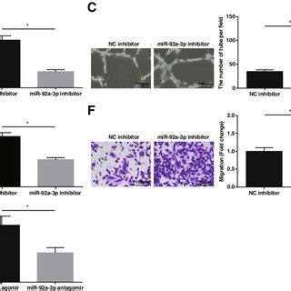 Down Regulating MiR 92a 3p Promotes Resolution Of DVT A MiR 92a 3p