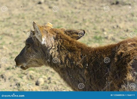 A Unique Period Of Molting Deer The Deer Loses Its Hair Stock Photo