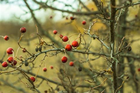 Kostenlose foto Baum Natur Ast blühen Sonnenlicht Blatt Blume