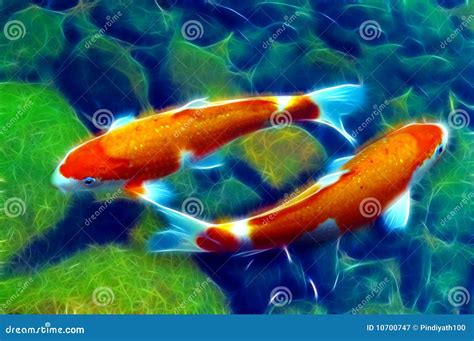 Yin Yang Koi Or Carp Fish In A Pond Royalty-Free Stock Photography ...