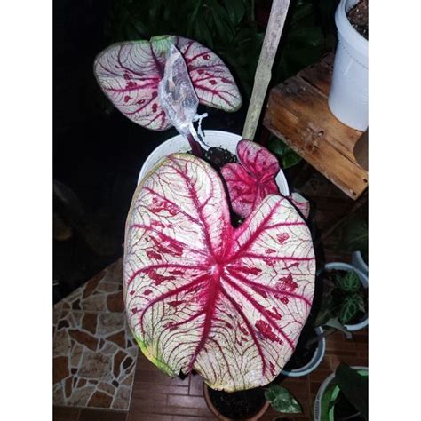 Tootsie Caladium Keladi Tootsie Tootsie Murah Shopee Malaysia