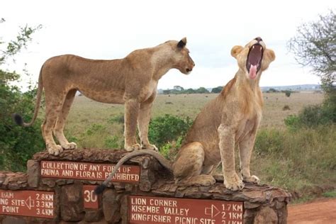 Nairobi National Park Tour 2024