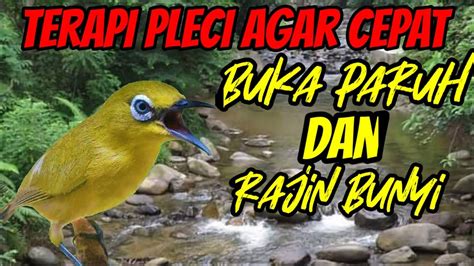 Terapi Pleci Agar Cepat Buka Paruh Terapi Pleci Agar Rajin Bunyi