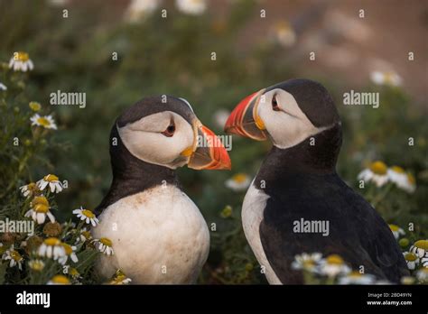 Two puffins "billing" , display of affection Stock Photo - Alamy