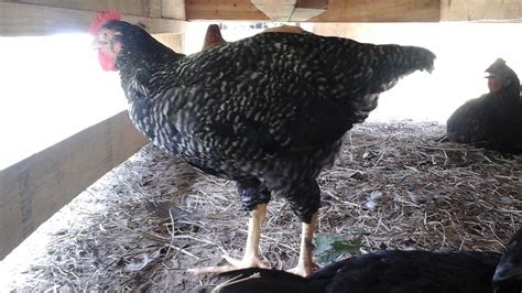 Is this Dominicker or Barred Rock? Hen or rooster? | BackYard Chickens ...