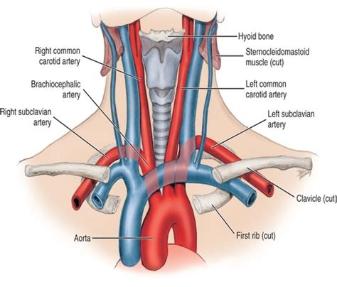 Chapter 6 Vascular System Arterial Blood Supply To Head And Neck