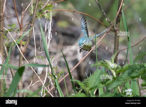 Cerulean Warbler Female Flies In With Nesting Material • Howland Island