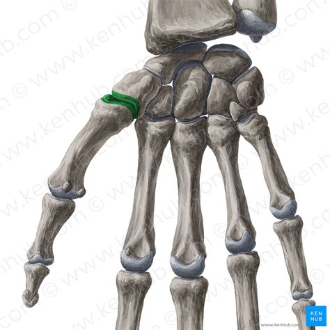 Mittelhandgelenke Anatomie Aufbau Bänder Knochen Kenhub