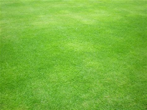 40 Grass Texture With High Res Quality Psddude