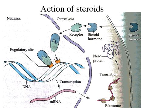 Action Of Steroids