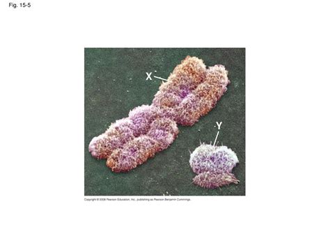 Overview Locating Genes Along Chromosomes Ppt Download