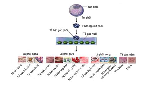 Khả Năng Biệt Hóa Của Tế Bào Gốc