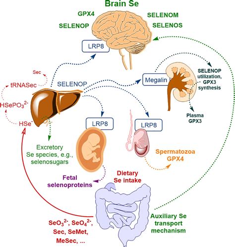 Frontiers Selenium At The Neural Barriers A Review