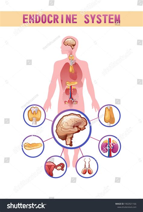 Vektor Stok Human Endocrine System Glands Their Location Tanpa Royalti