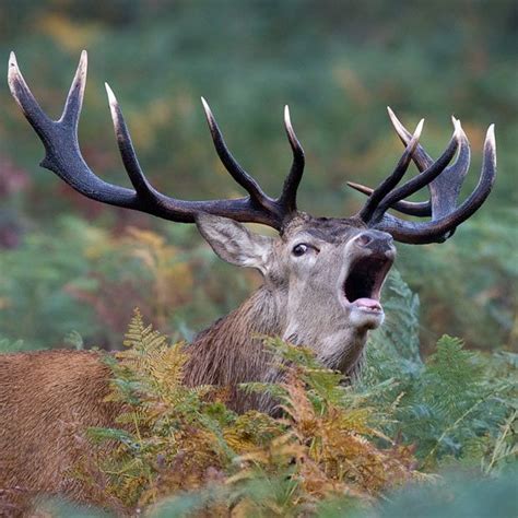 Locking Antlers Red Deer Stags During The Annual Autumn Rutting Season