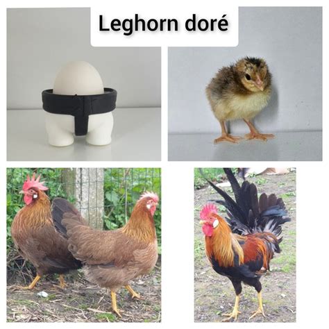 Oeufs Couver De Poules Leghorn Dor Pure Race Coco Eco