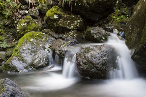 Forest Sounds stock image. Image of environment, outdoors - 27838339