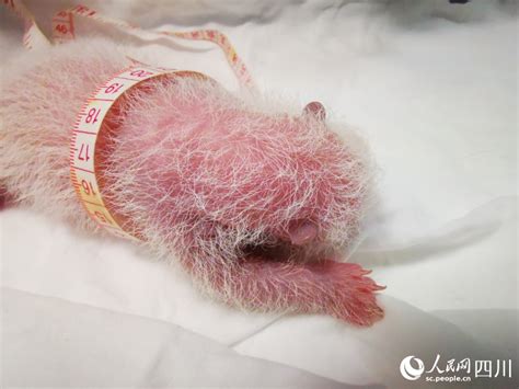 Giant Panda Gives Birth To Worlds Heaviest Captive Panda Cub In SW