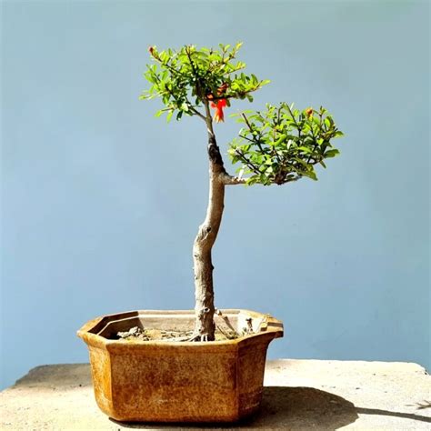 Pomegranate Bonsai Tree Lones Bonsai