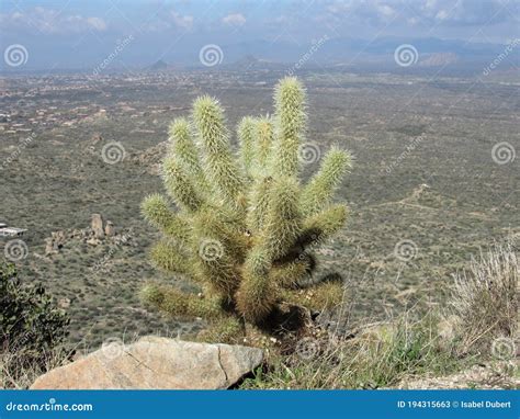 Teddy Bear Cholla Cactus in the Desert Stock Image - Image of arizona ...