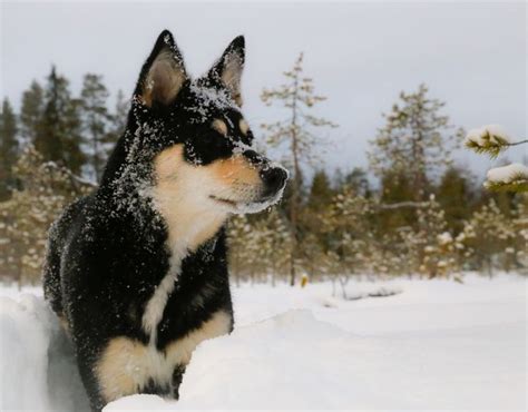 17 Best images about Finland Reindeer Herding Dogs on Pinterest | Reindeer, Sacks and Puppys