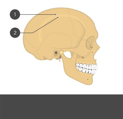 Parietal Bone Anatomy