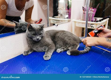 Grooming a cat stock photo. Image of young, purebred - 122168560