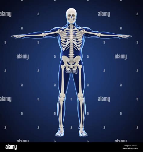 Menschliches skelettsystem Fotos und Bildmaterial in hoher Auflösung