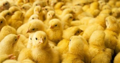 Tips Memilih Anak Ayam Jantan Atau Betina Budidaya Ayam