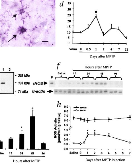 MPTP Induced INOS Upregulation A And B SNpc Of A Mouse 24 H After