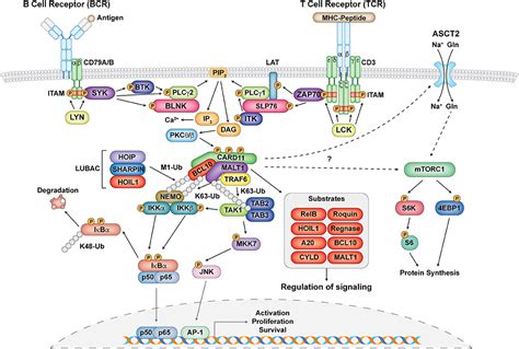 Frontiers The Cbm Opathiesa Rapidly Expanding Spectrum Of Human