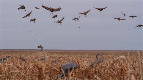 Sandhill Crane Hunting With Premier Sandhills Youtube