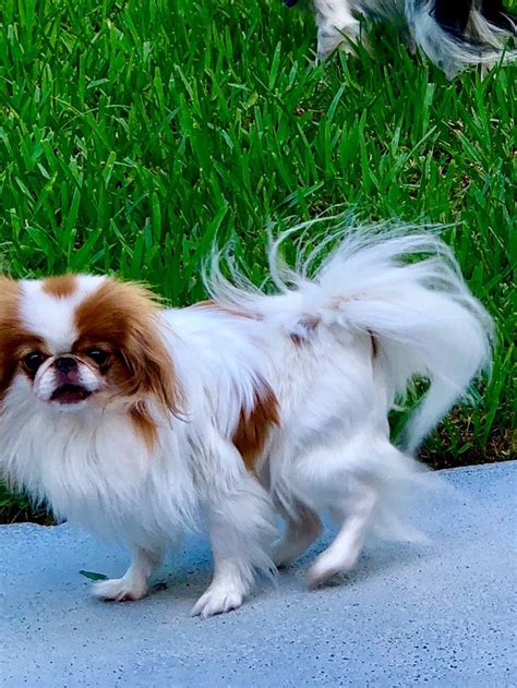 Pin By Silvialucia On Chin Japon S O Spaniel Japon S Japanese Chin