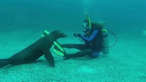 Sea Lion Diving La Paz Youtube